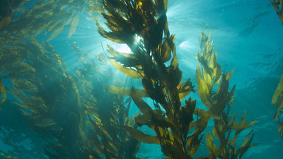 Can Marine Collagen Be Vegan?